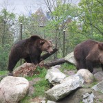 två björnar